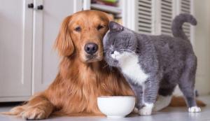 Ζώα Συντροφιάς: Ποιες αλλαγές έρχονται στην υποχρεωτική στείρωση και την αποστολή γενετικού υλικού