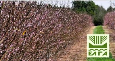 Ανακοινώθηκαν τα πορίσματα για εκτιμήσεις ζημιών από Παγετό για τις καλλιέργειες της Δ/Κ Αλεξάνδρειας Προς: