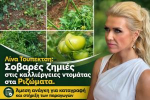 Λίνα Τουπεκτσή: Σοβαρές ζημιές στις καλλιέργειες ντομάτας στα Ριζώματα. Άμεση ανάγκη για καταγραφή και στήριξη των παραγωγών