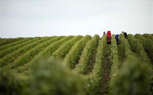 Υποβολή Αιτήσεων-Υπεύθυνων δηλώσεων για ένταξη στο Πρόγραμμα Αναδιάρθρωσης &amp; Μετατροπής Αμπελώνων περιόδου 2025-26