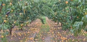 Την αναπλήρωση του χαμένου εισοδήματος των αγροτών ζητούν αγροτικοί σύλλογοι της Ημαθίας