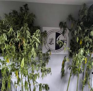 Συνελήφθη ένα άτομο στην Ημαθία για καλλιέργεια δενδρυλλίων κάνναβης